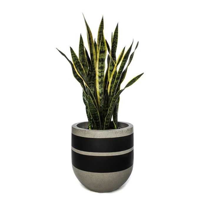 Picture of DOUBLE BAND POT - TALL