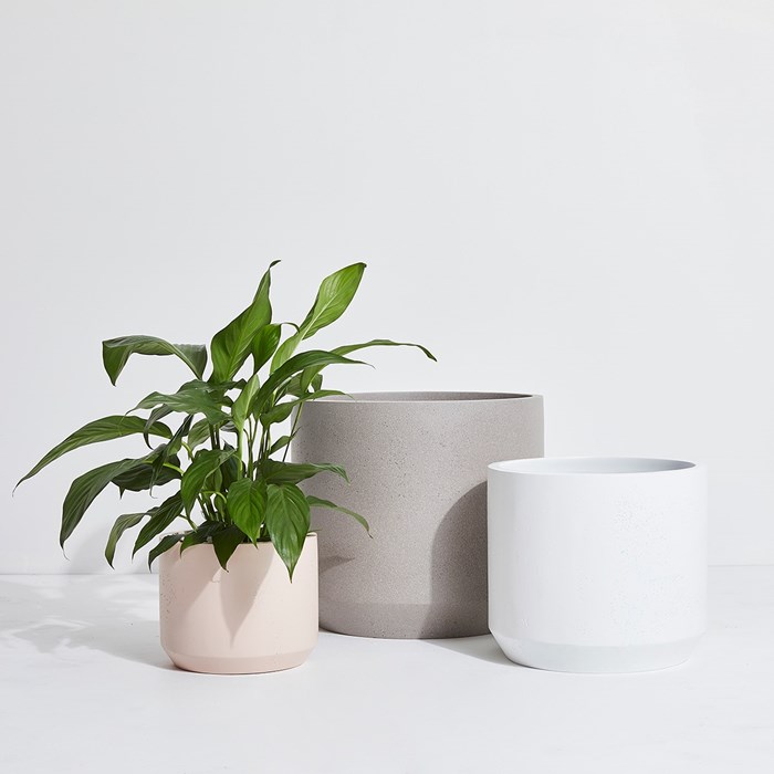 Picture of Penny Pot
